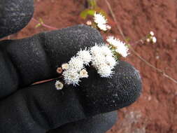 صورة Ageratina riparia (Regel) R. King & H. Rob.