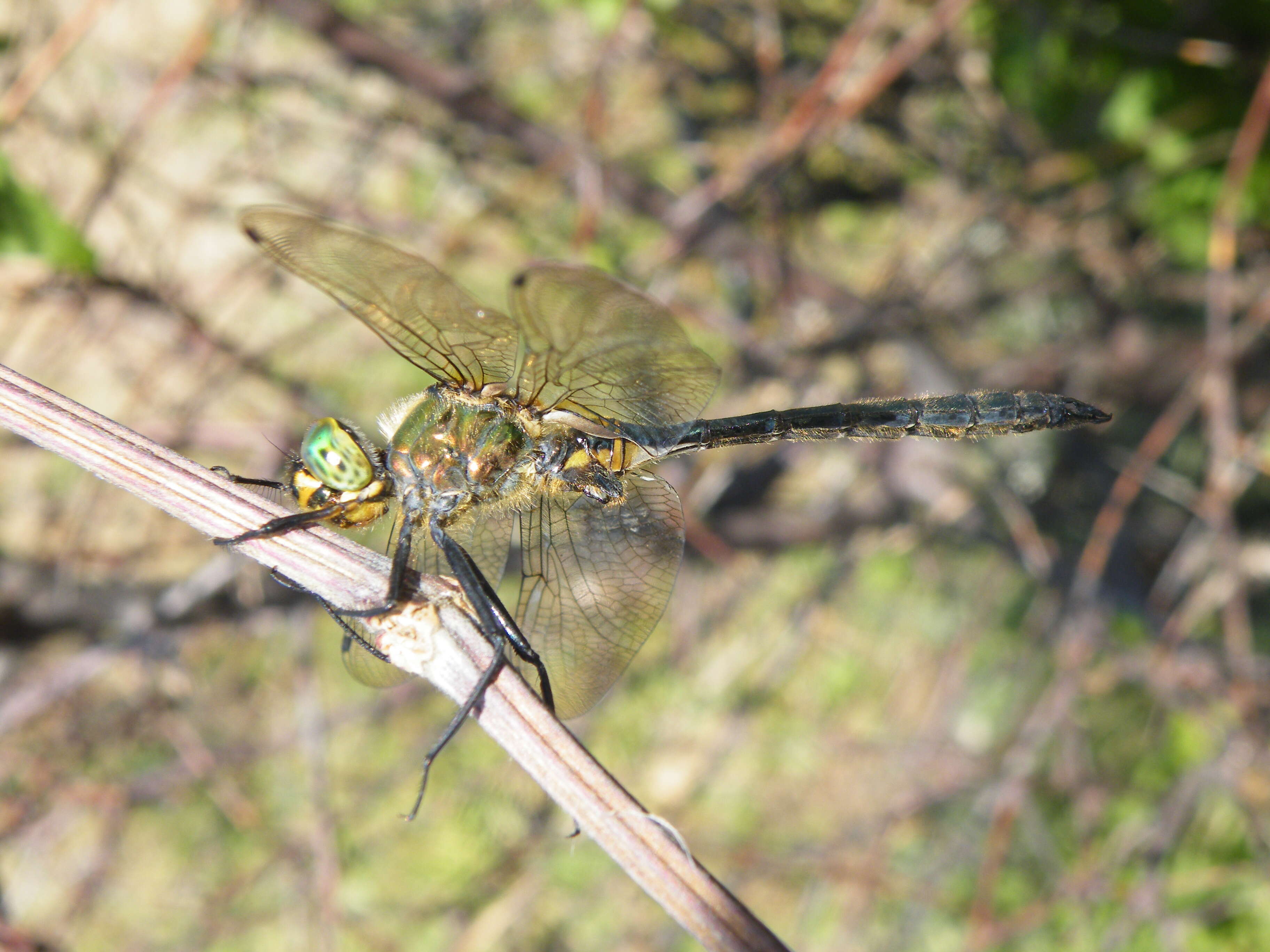 Image of Balkan Emerald