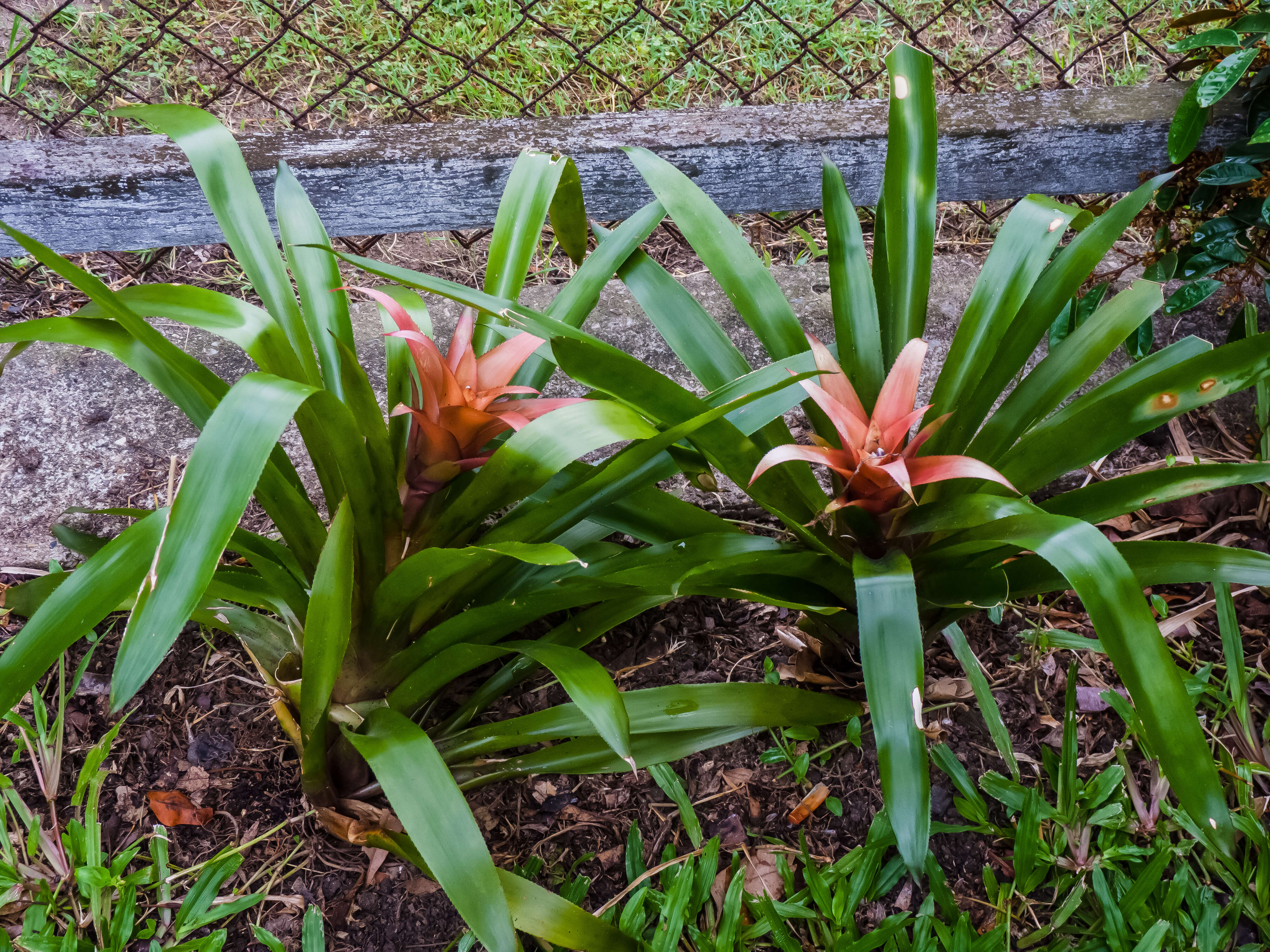 Nidularium billbergioides (Schult. & Schult. fil.) L. B. Sm.的圖片