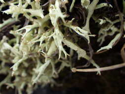 Image of Thorn cladonia