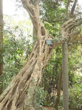 Ficus glaberrima Bl. resmi