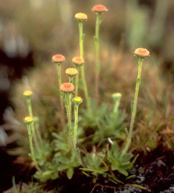 Image of island-daisy