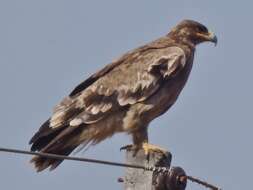 Image of Steppe Eagle