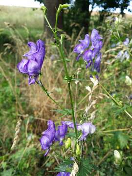 Image of Manchurian monkshood