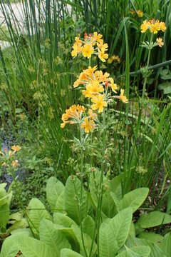 Imagem de Primula bulleyana Forrest