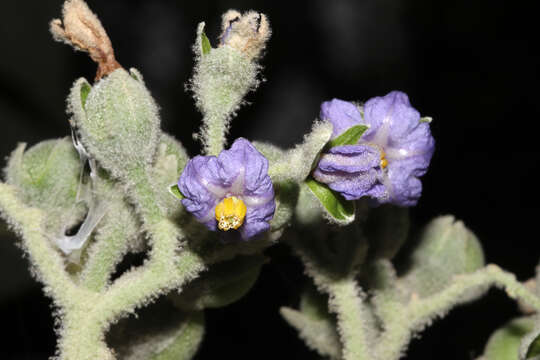 Imagem de Solanum mauritianum Scop.