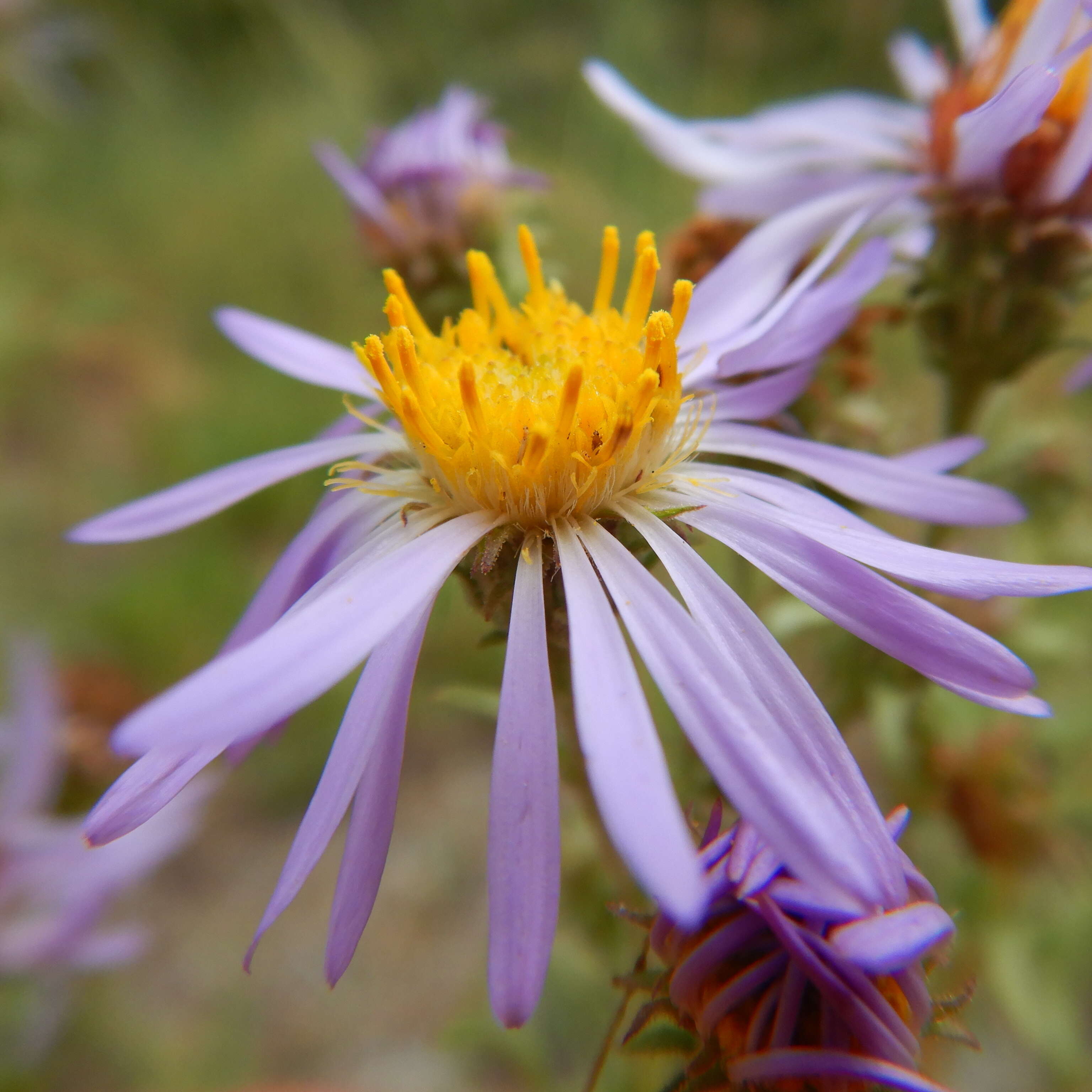 Image of western meadow aster