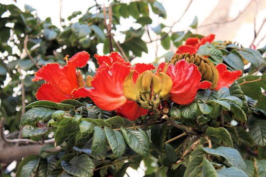 Image of African tulip tree