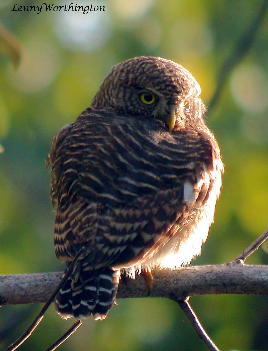 Image of Asian Barred Owlet