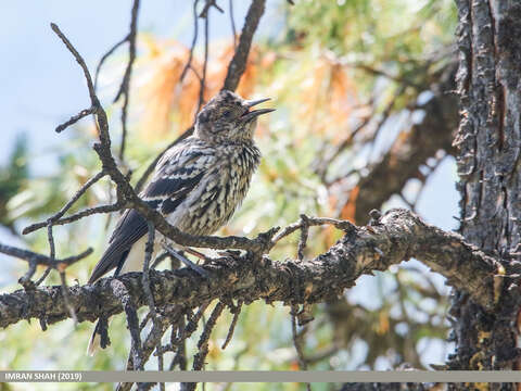 Image of Kashmir Nutcracker