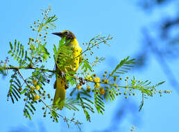 Image of Black-hooded Oriole