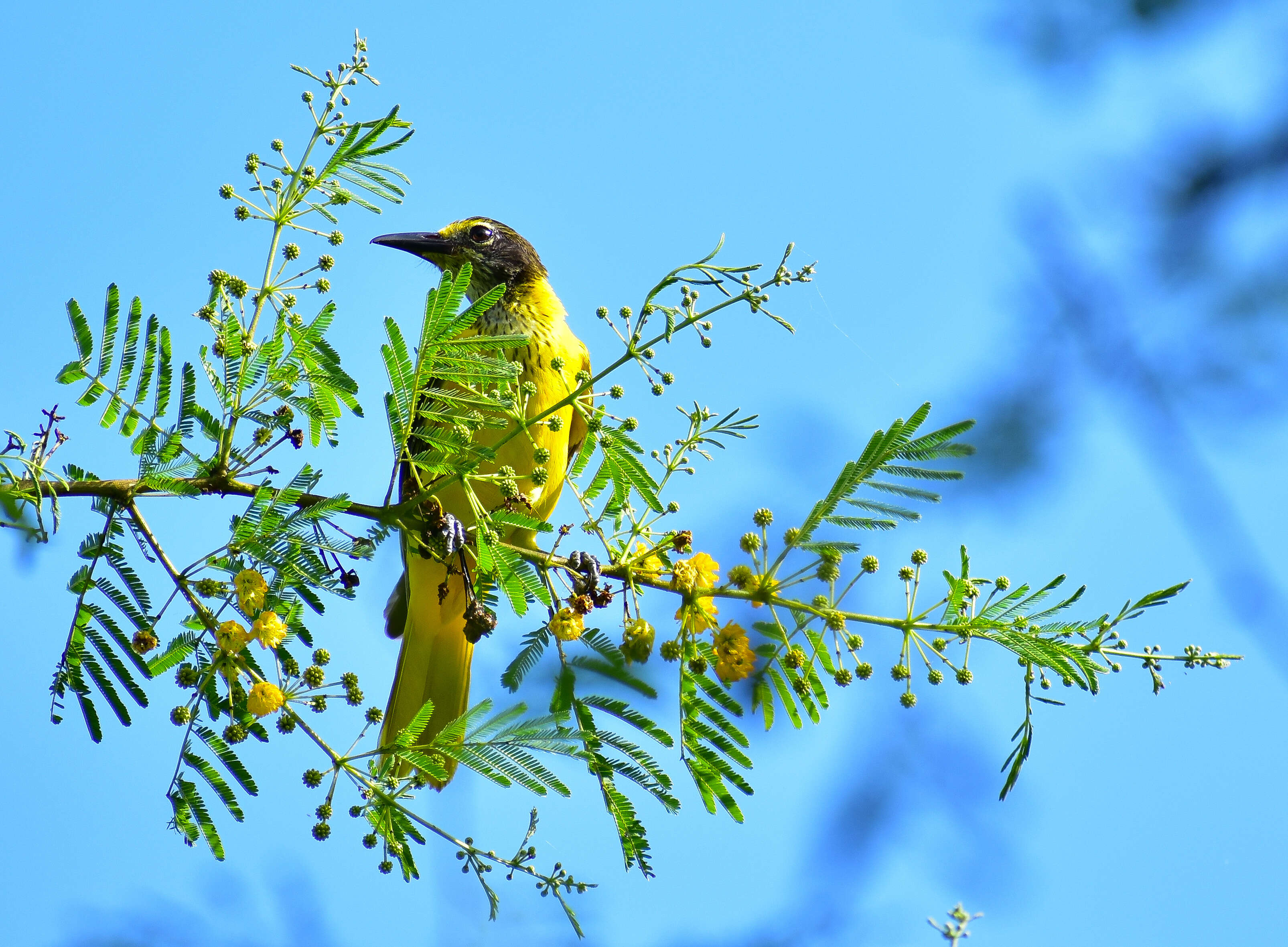 Image of Black-hooded Oriole