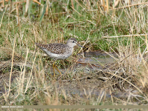 Image of Wood Sandpiper