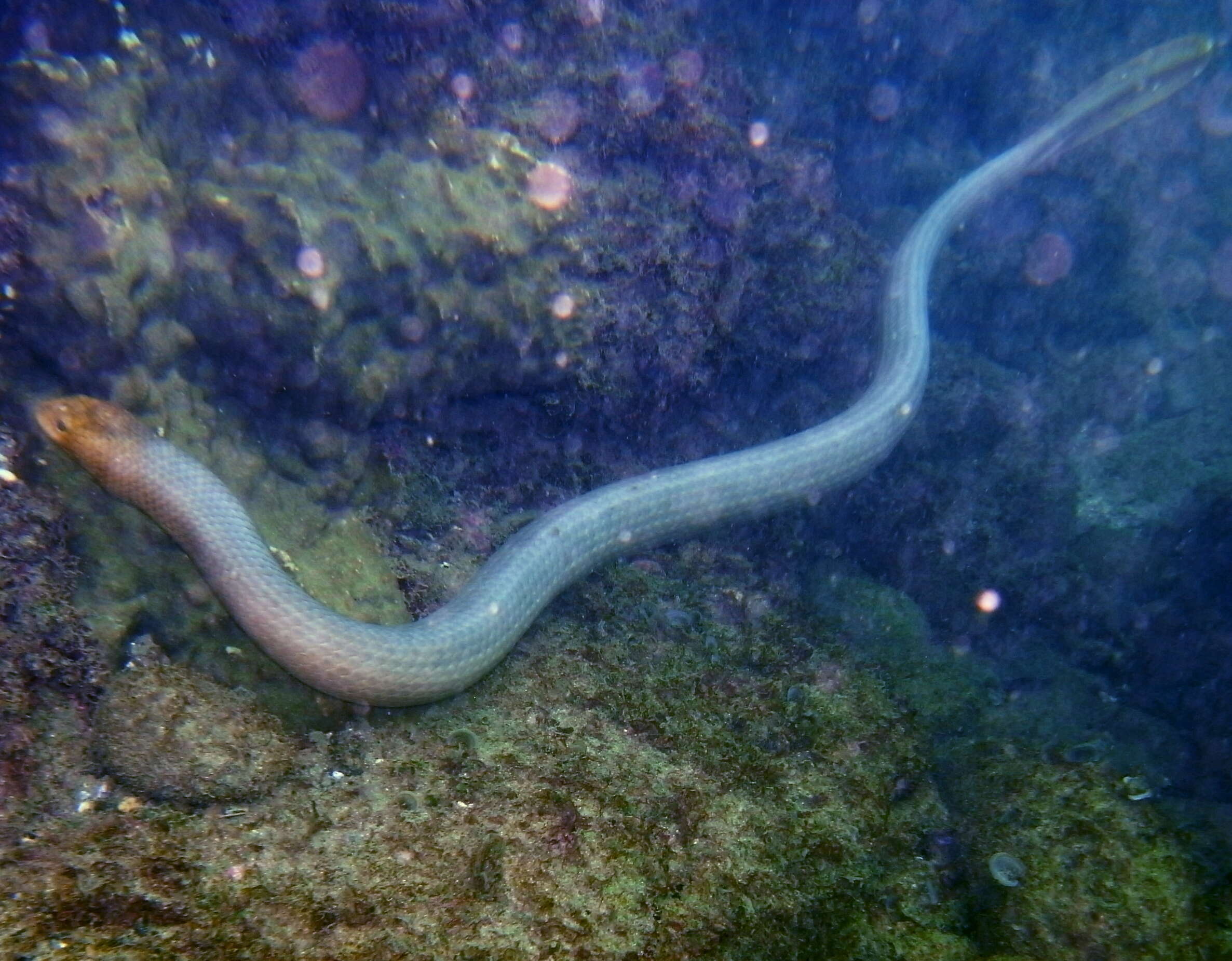 Image of Olive Sea Snakes