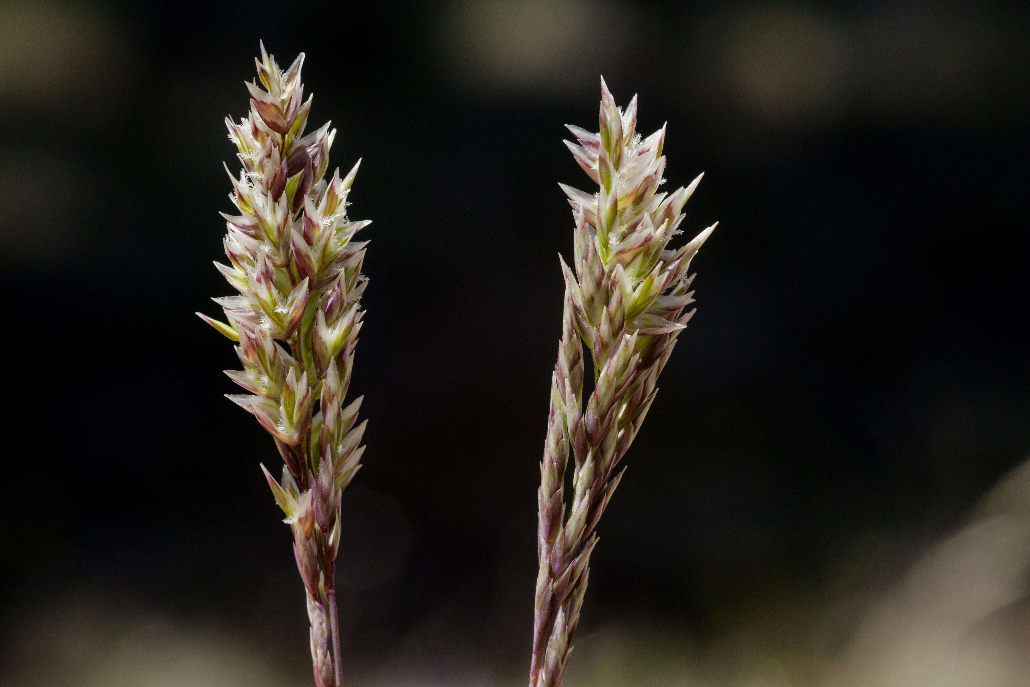 Image de Poa fendleriana (Steud.) Vasey