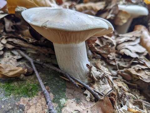 Image of Clitocybe nebularis (Batsch) P. Kumm. 1871