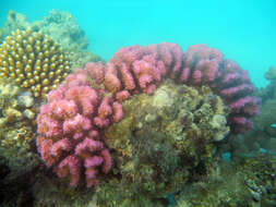 Image of Cauliflower coral