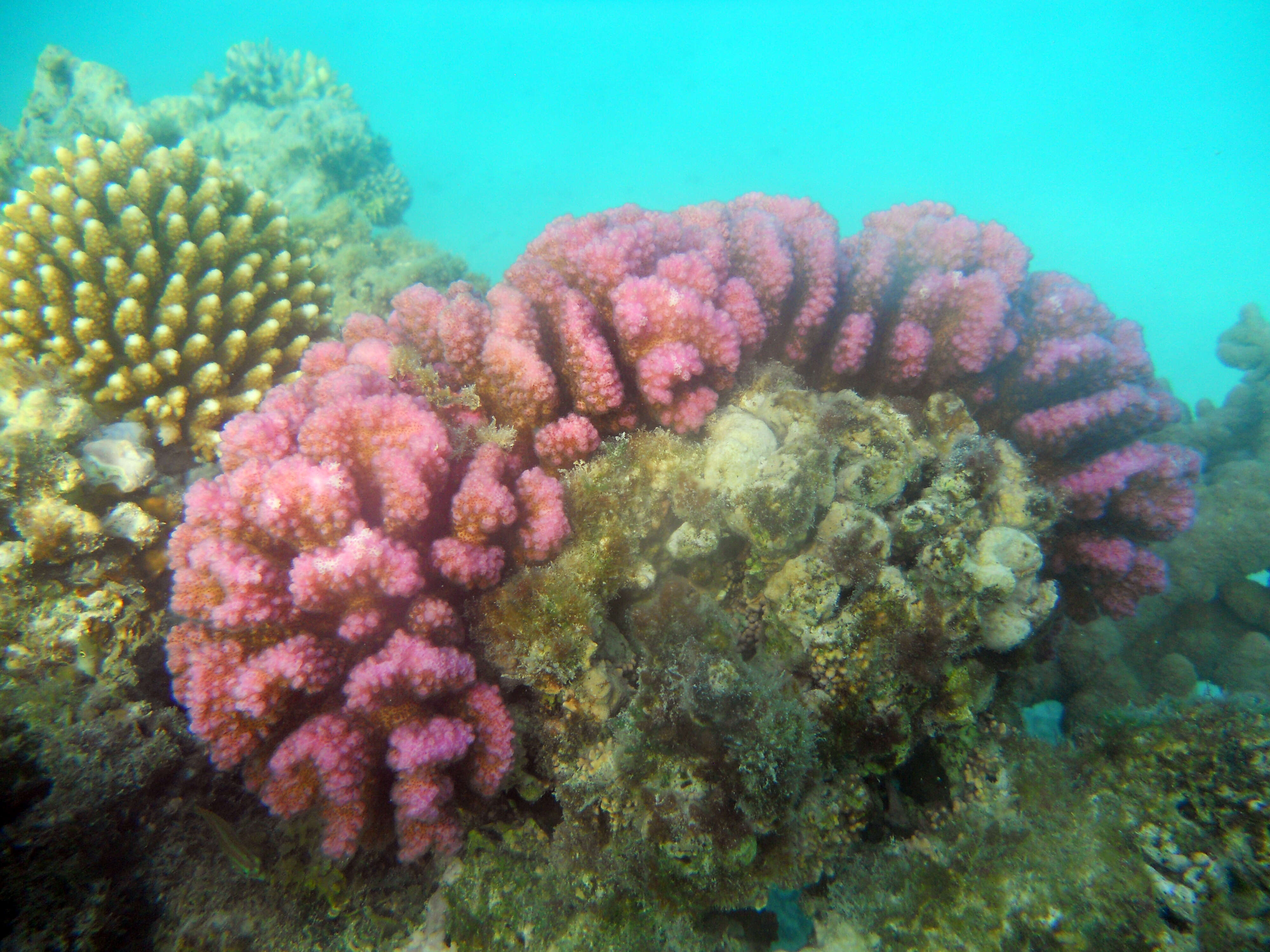 Sivun Pocillopora verrucosa (Ellis & Solander 1786) kuva