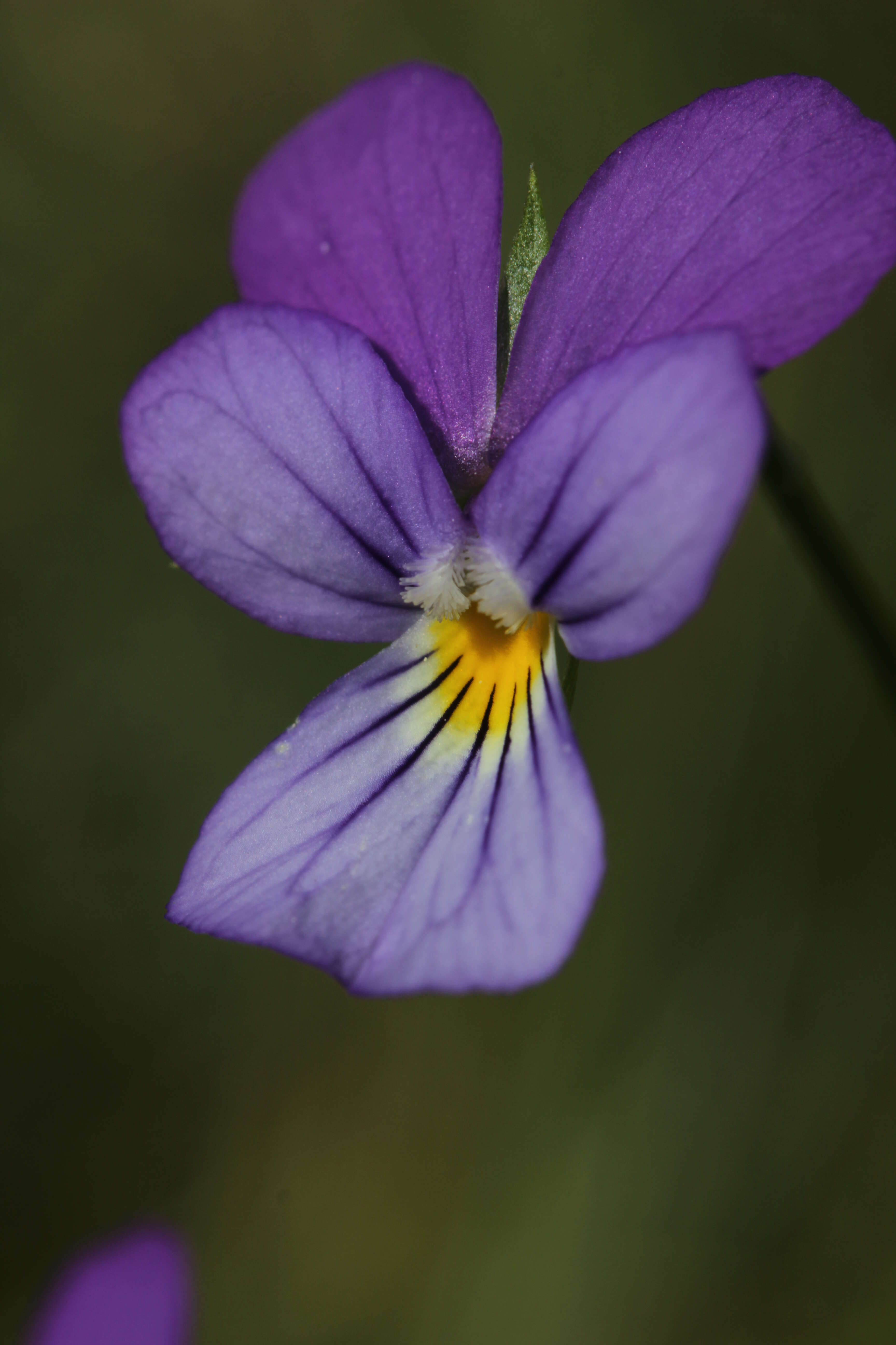 Image of Johnny-jump-up