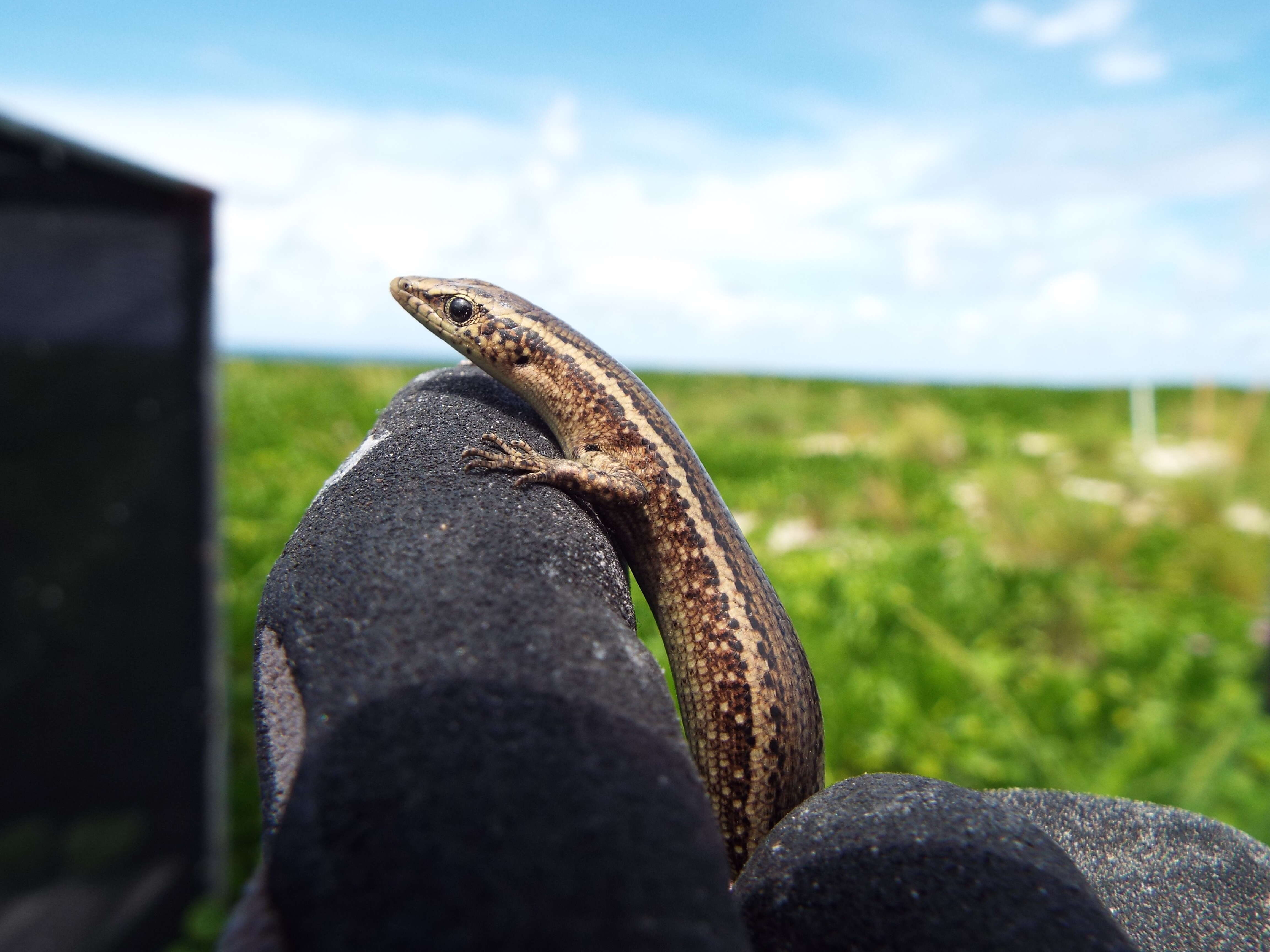 صورة Cryptoblepharus poecilopleurus (Wiegmann 1836)