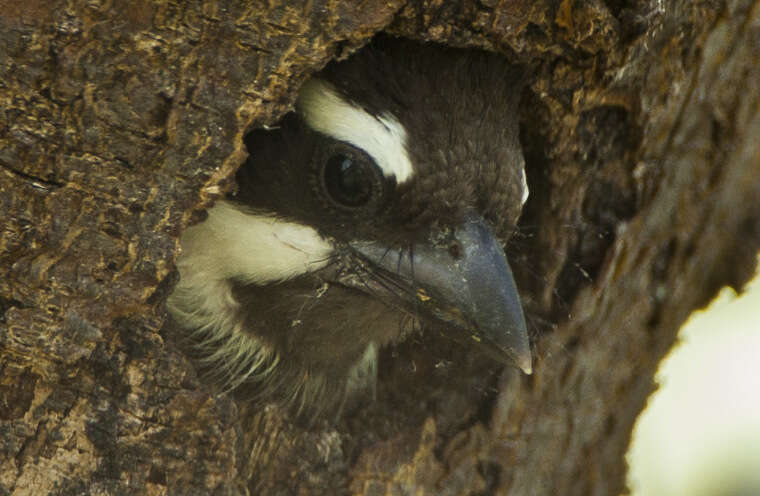 Image of Black-throated Barbet