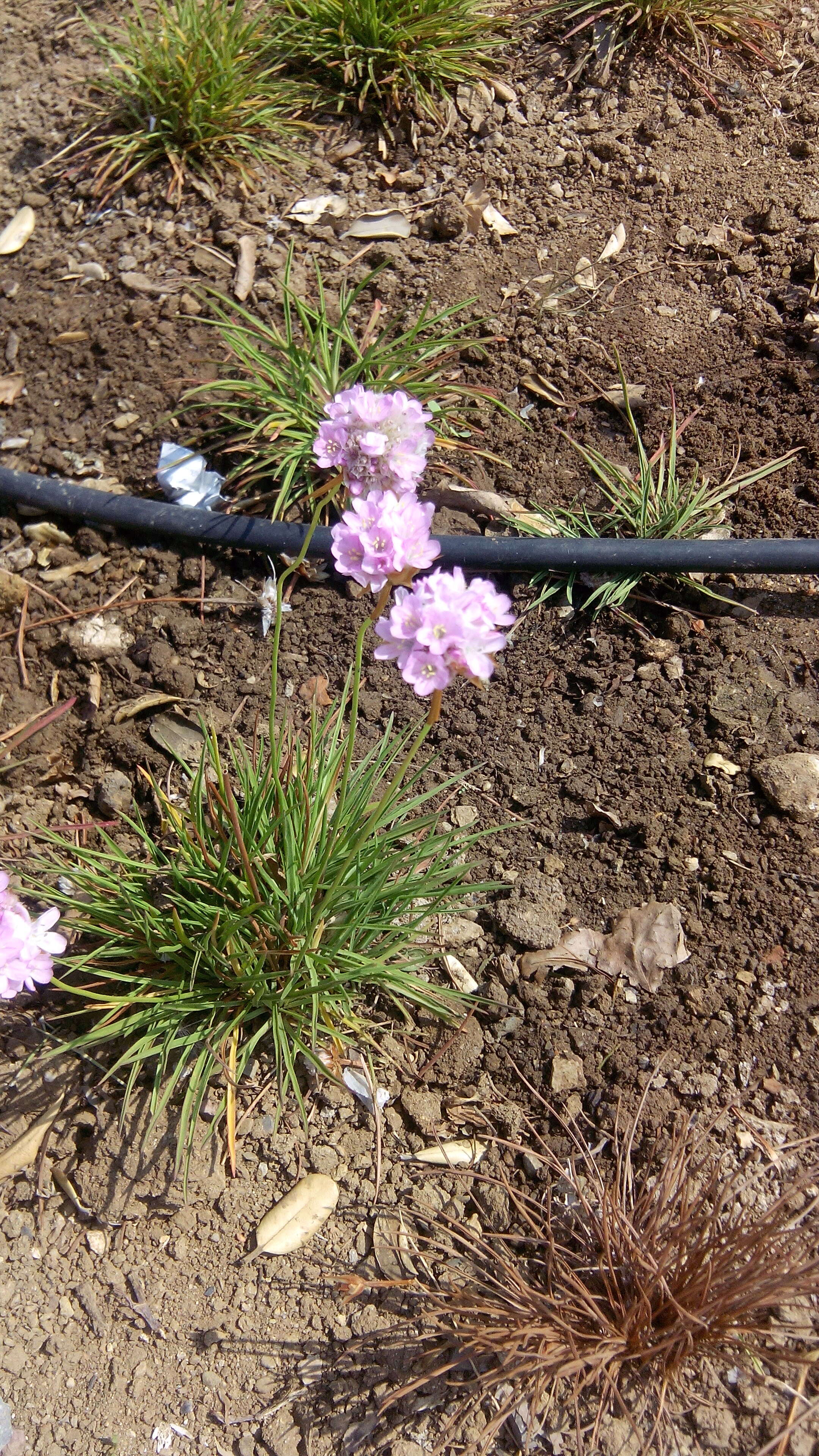 Image of Armeria welwitschii Boiss.