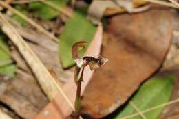 Imagem de Chiloglottis platyptera D. L. Jones