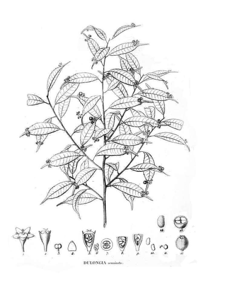 Image of Phyllonomaceae