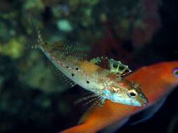 Pseudoblennius resmi