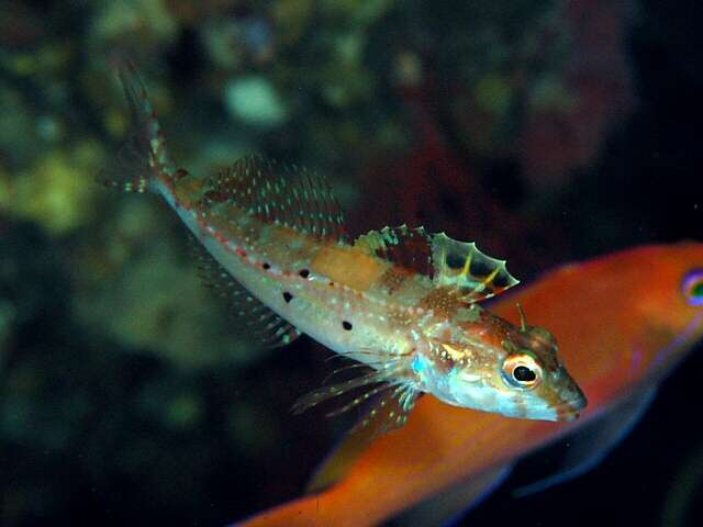 Pseudoblennius resmi