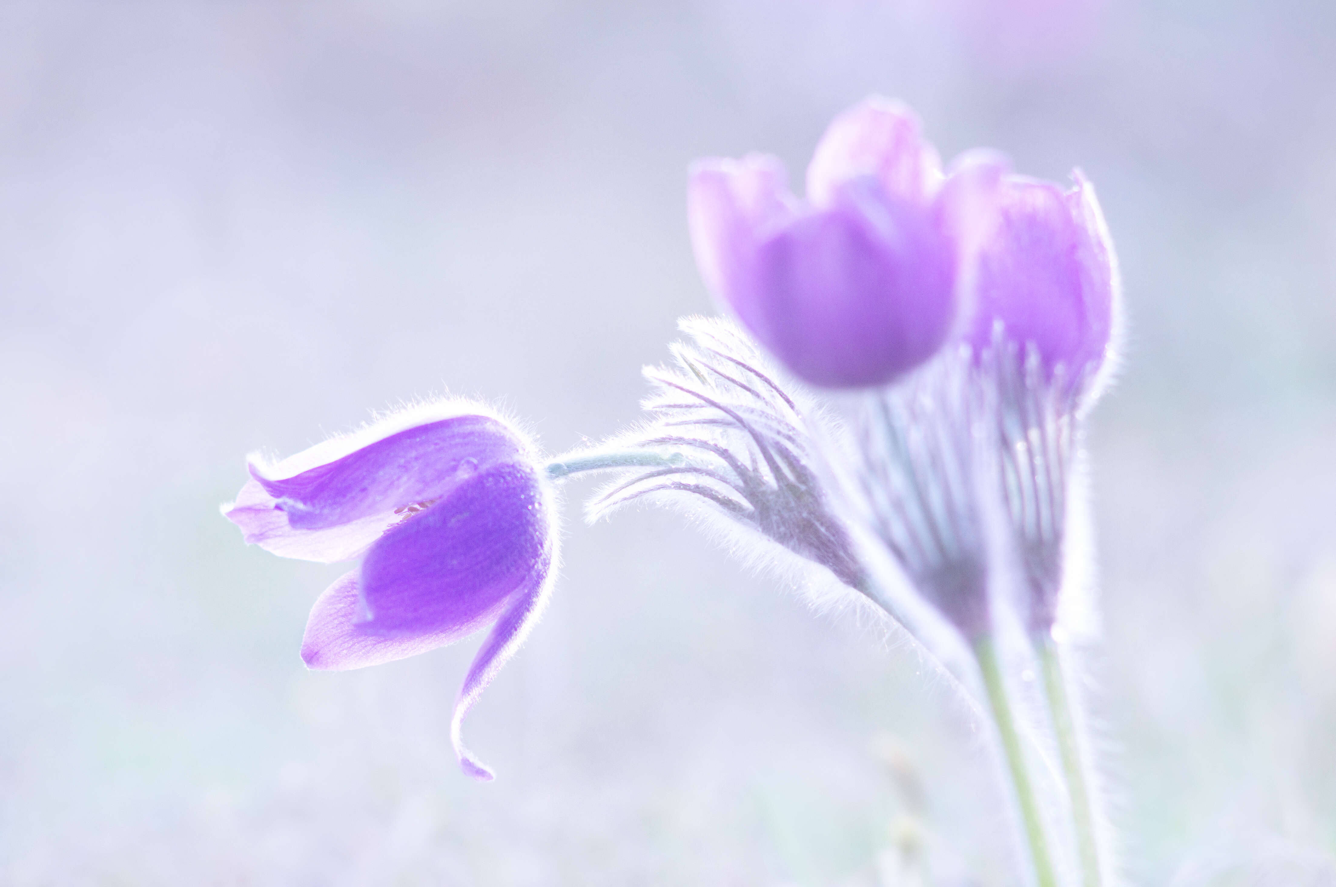 Pulsatilla patens (L.) Mill. resmi