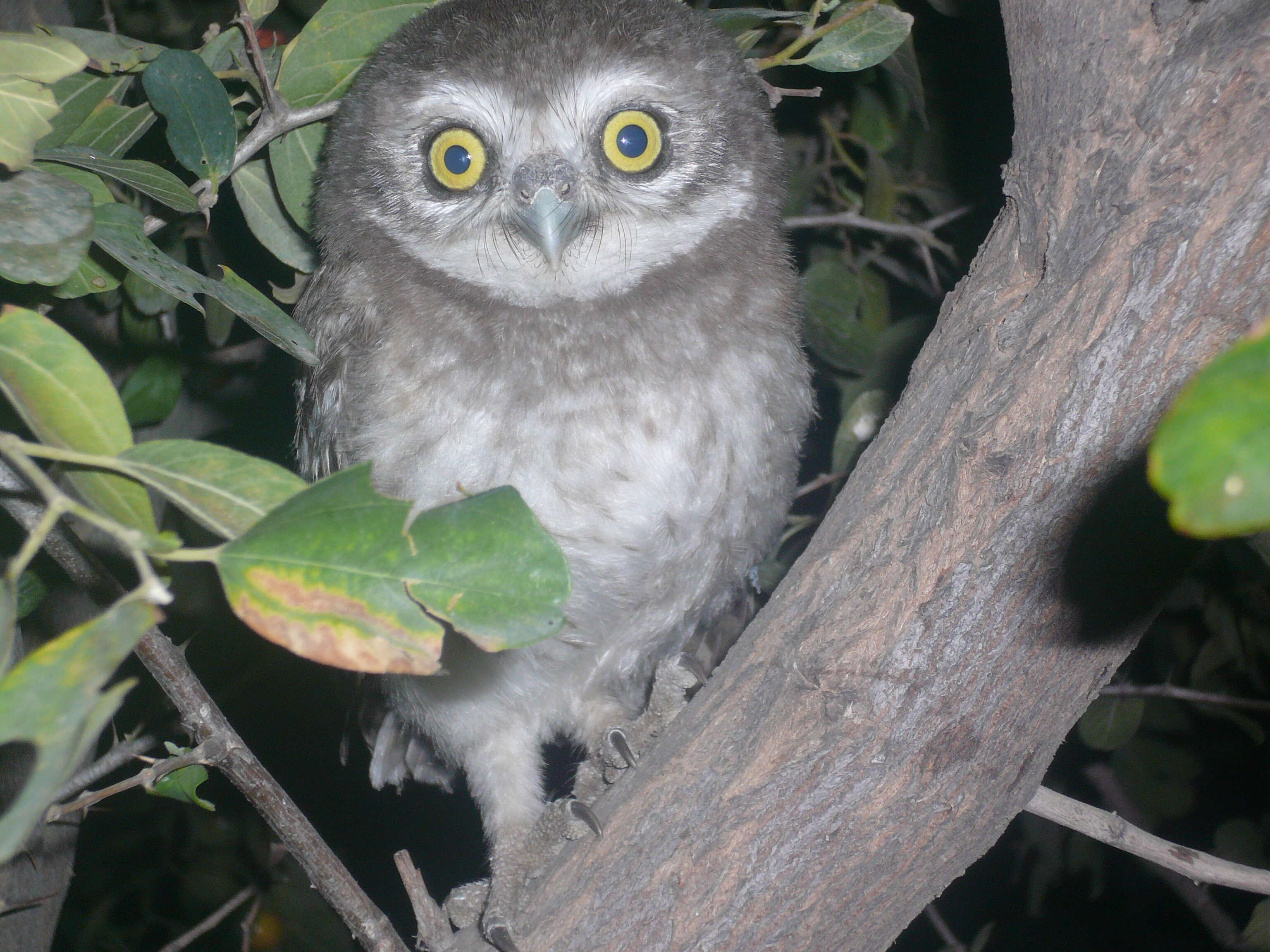 Image of Spotted Owlet