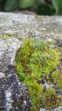 Image of pulvinate dry rock moss