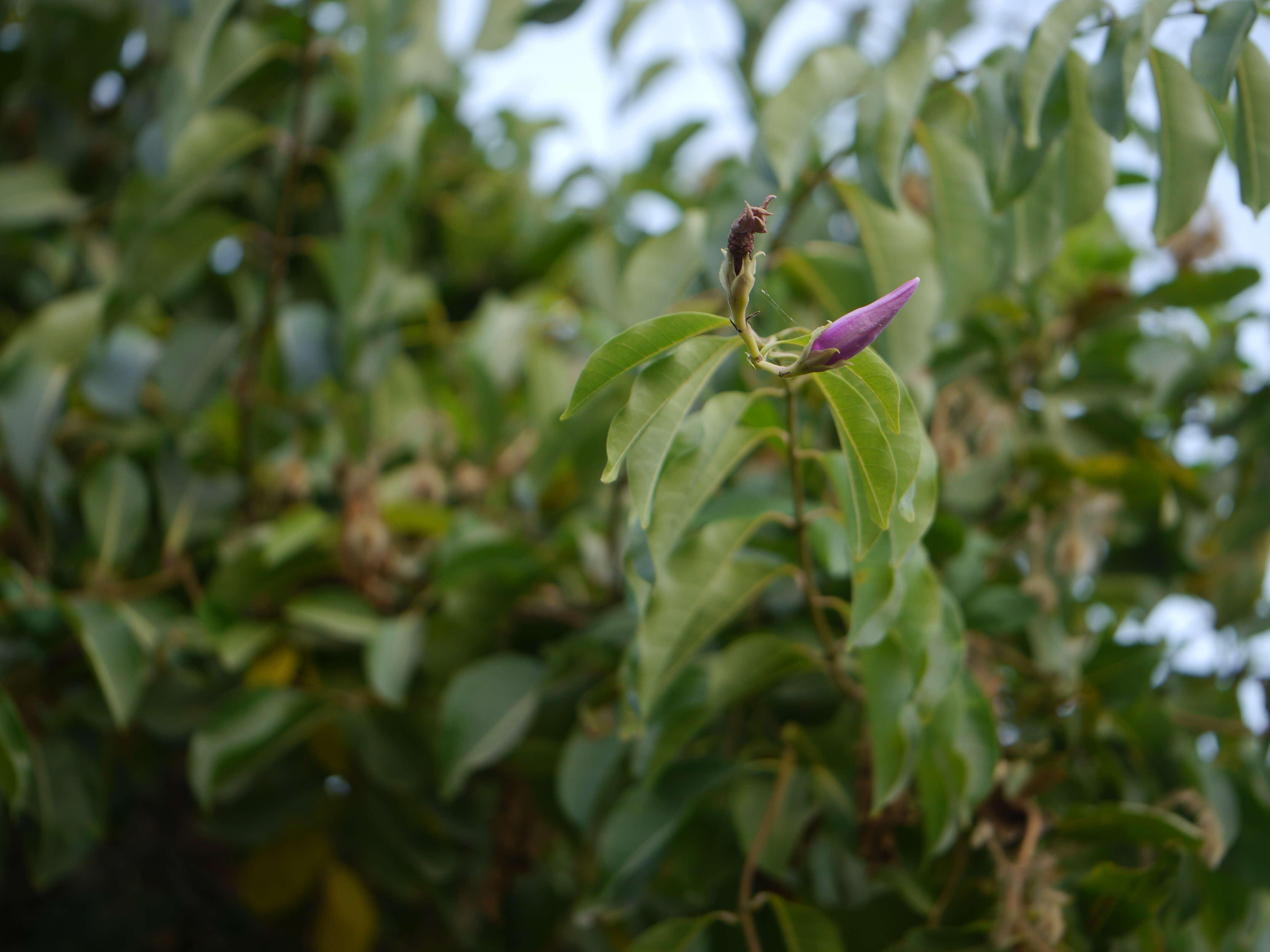 Image of Palay rubbervine