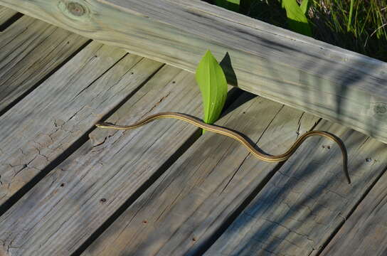 Image of Western Ribbon Snake