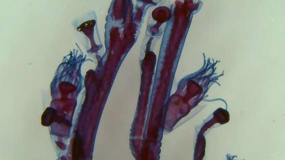 Image of bushy wineglass hydroids