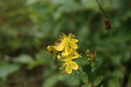 Image of spotted St. Johnswort