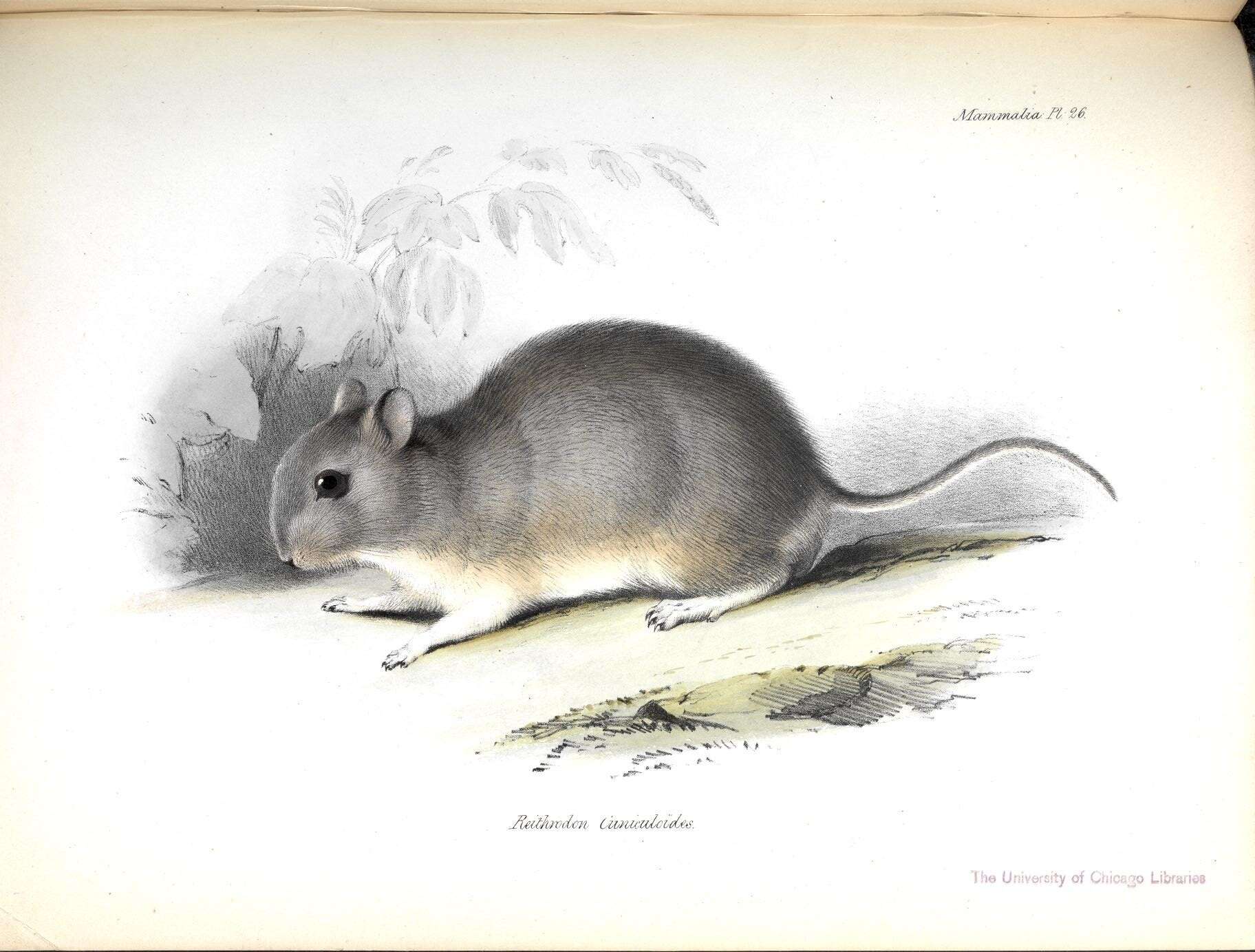 Image of Bunny Rat