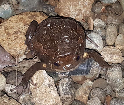 Image of Banded Bullfrog