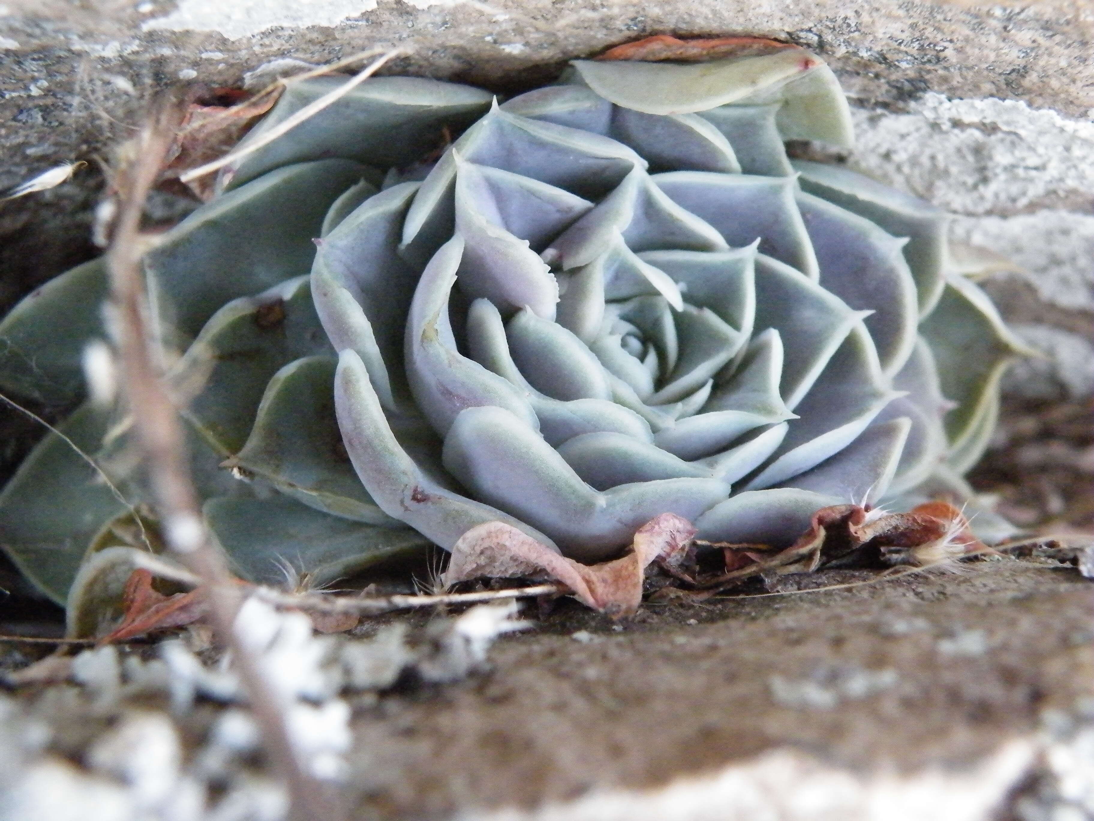 Image of hens and chicks