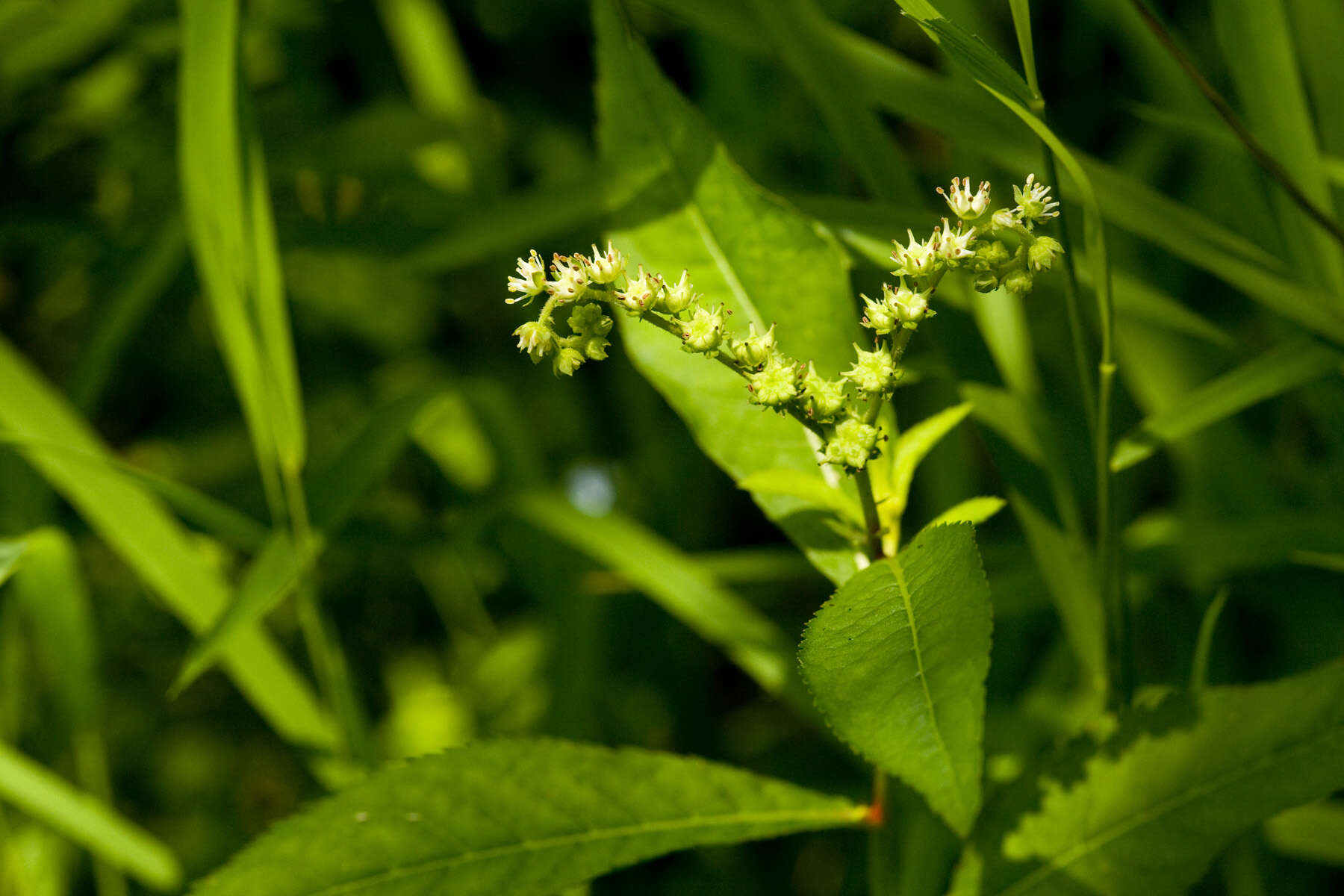 Imagem de Penthorum sedoides L.