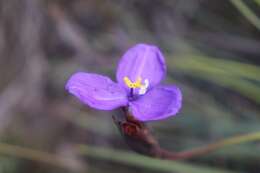 Imagem de Patersonia sericea R. Br.