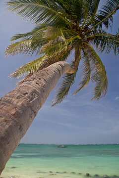 Image of coconut palm