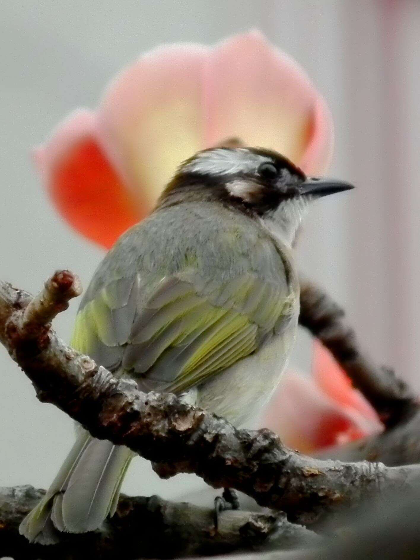 Image of Light-vented Bulbul