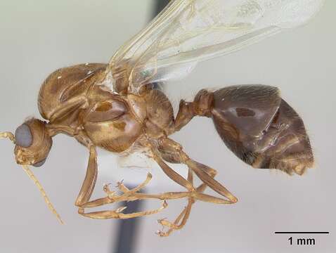 Solenopsis geminata (Fabricius 1804) resmi