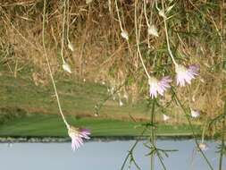 Image of Xeranthemum annuum L.