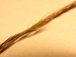 Image of brome fescue