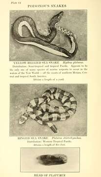 Image of Flat-tail Sea Snake