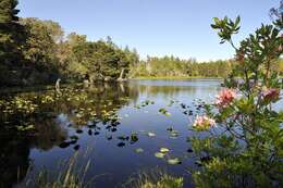 Image of waterlilies