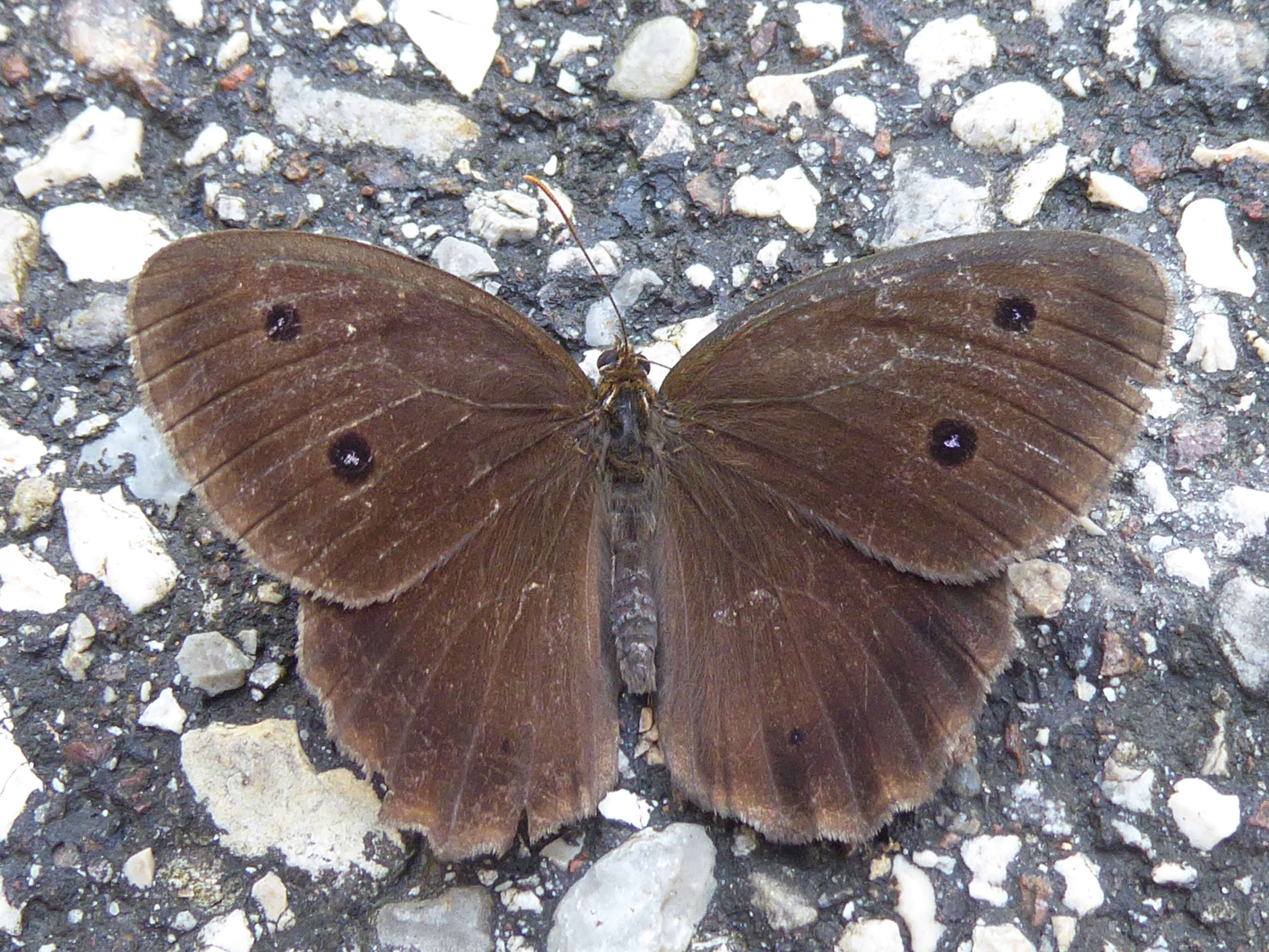 Image of Minois dryas